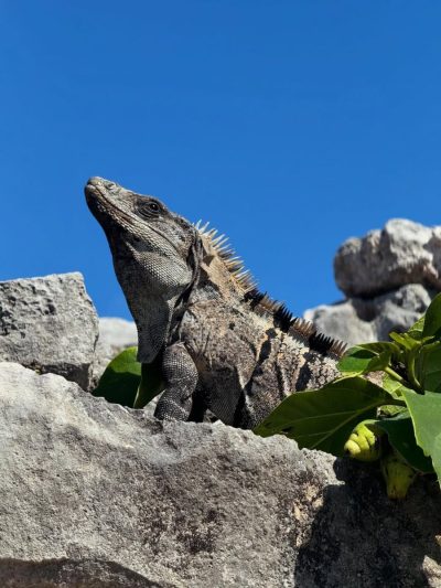 Tulum, Zona Arqueológica & Playa, Rivera Maya в январе — фото погоды (2026-01-24)