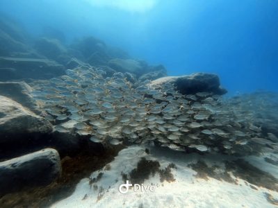 Playa Las Vistas, Los Cristianos в июне — фото погоды (2026-06-14)