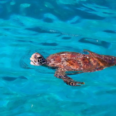 Similan Islands Phang-nga в июне — фото погоды (2024-06-20)