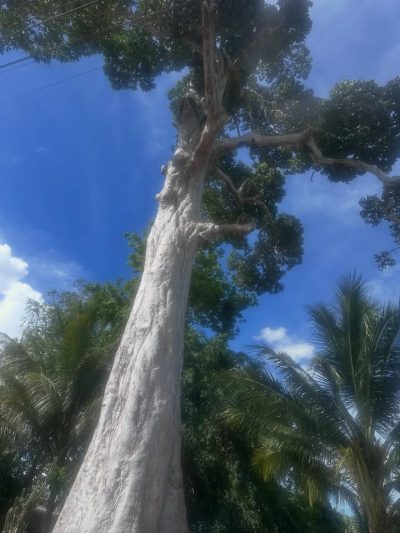 Phang Nga Bay Thailand в июне — фото погоды (2026-06-29)