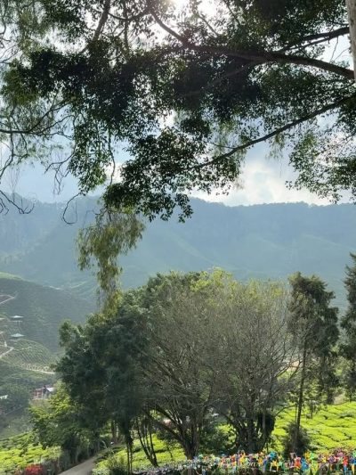 Bharat Tea Cafe, Cameron Highland в декабре — фото погоды (2025-12-08)