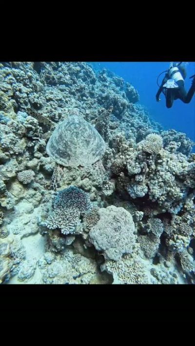 Dahab (Red Sea), EGYPT в июне — фото погоды (2026-06-29)