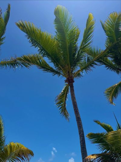 Palmar Beach, Mauritius в декабре — фото погоды (2025-12-29)