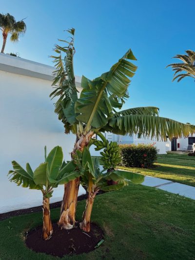 Club Maspalomas Suites & Spa 4 Estrellas — фото погоды в апреле (2026-04-30)