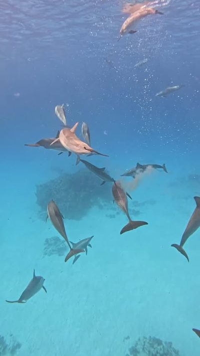 Dolphin House Reef (Sha'ab Samadai) в январе — фото погоды (2026-01-24)