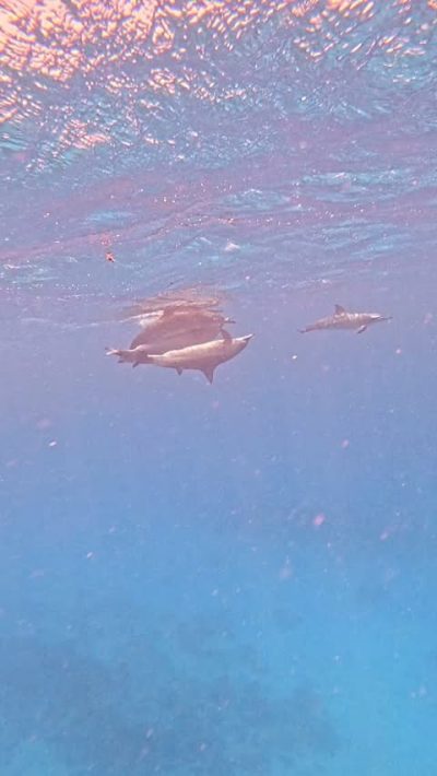 Dolphin House Reef (Sha'ab Samadai) в июле — фото погоды (2026-07-08)