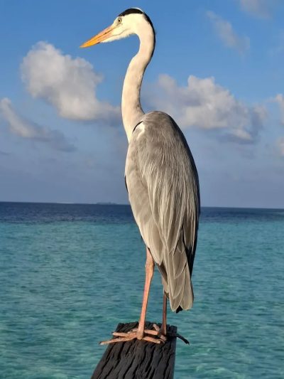 Vilamendhoo, South Ari Atoll, Maldives в ноябре — фото погоды (2025-11-02)