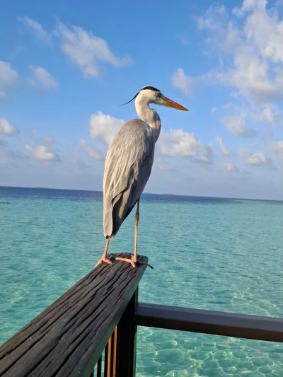 Vilamendhoo, South Ari Atoll, Maldives в ноябре — фото погоды (2025-11-02)