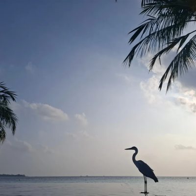 Vilamendhoo, South Ari Atoll, Maldives в январе — фото погоды (2026-01-30)