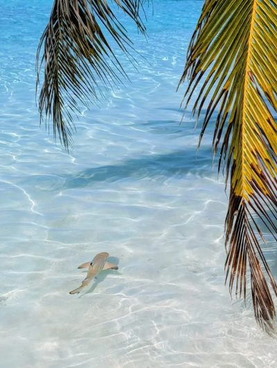 Vilamendhoo, South Ari Atoll, Maldives в апреле — фото погоды (2026-04-18)