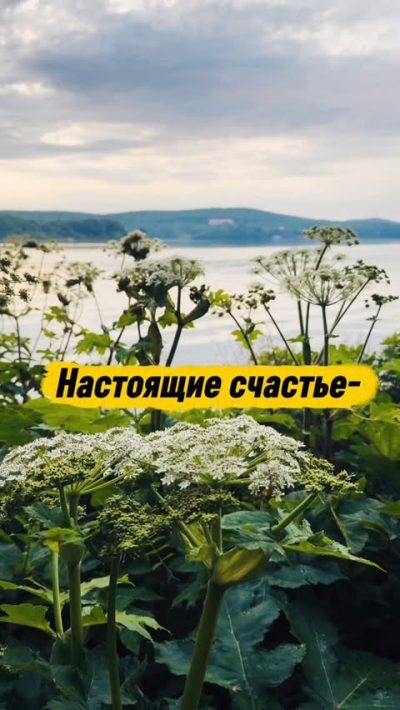 Владивосток , о.Русский в июне — фото погоды (2026-06-15)