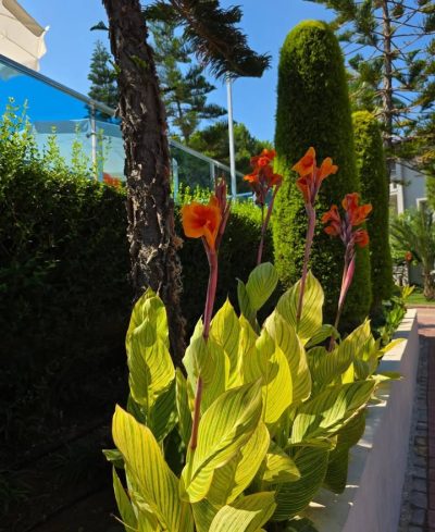 Lonicera Hotels — фото погоды в июле (2026-07-12)
