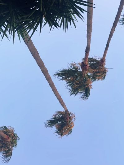 Bodrum Kefaluka Hotel Resolts — фото погоды в июле (2026-07-09)