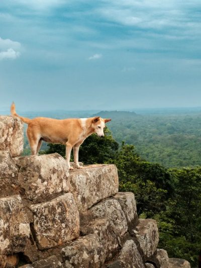 Sigriya, Sri Lanka в апреле — фото погоды (2026-04-25)