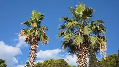 Maslinica,Otok Šolta в июле — фото погоды (2026-07-09)