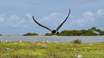 Los Roques, Carenero в феврале — фото погоды (2026-02-08)