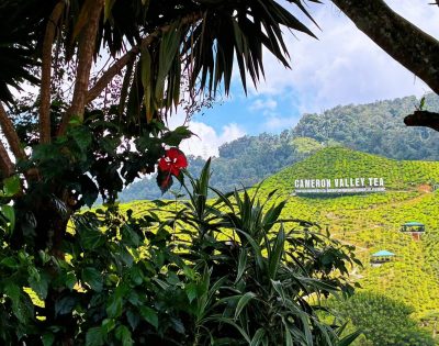 Bharat Tea Valley в июле — фото погоды (2026-07-11)