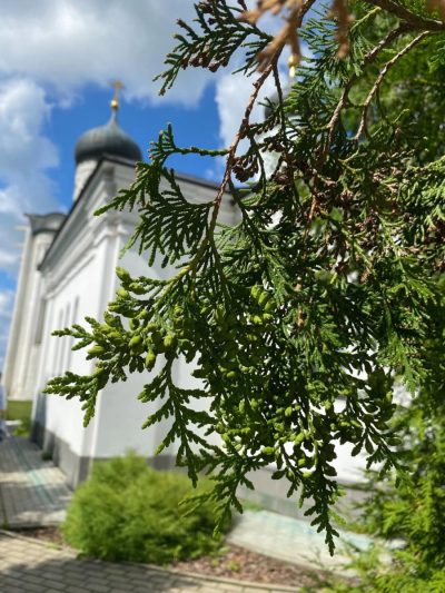 Церковь Покрова на Нерли в июле — фото погоды (2026-07-16)