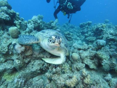 Red Sea Hurghada в июне — фото погоды (2026-06-17)