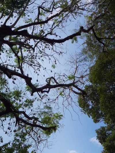Kandy Peradeniya Royal Botanical Garden в марте — фото погоды (2026-03-31)