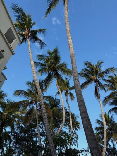 Hotel Viva Windham Dominicus Beach Republique Domonicaine — фото погоды в марте (2026-03-24)