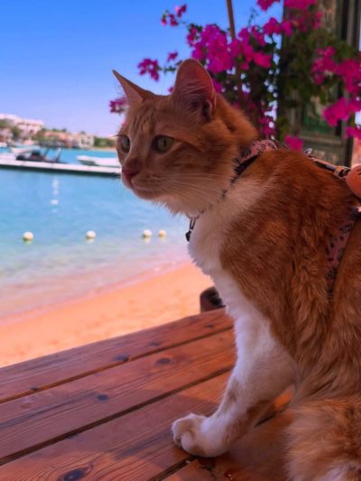Club House - El Gouna в июле — фото погоды (2026-07-06)