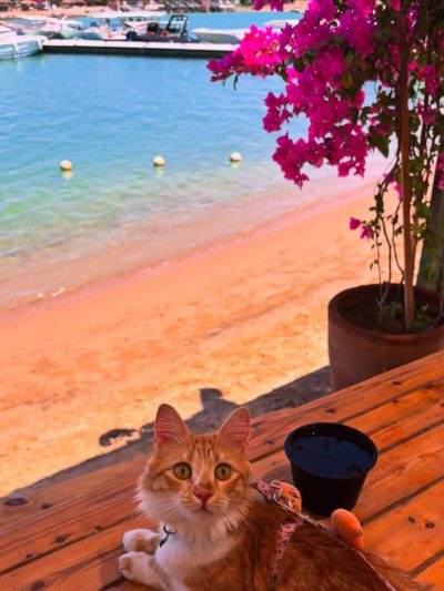 Club House - El Gouna в июле — фото погоды (2026-07-06)