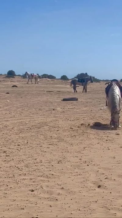 Océan Vagabond Essaouira Beach Restaurant в мае — фото погоды (2026-05-16)
