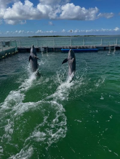 Memories Caribe Cayo Coco Ciego De Avila Cuba в августе — фото погоды (2025-08-29)