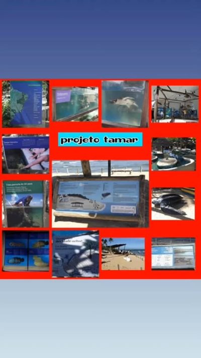 Projeto Tamar в марте — фото погоды (2026-03-17)