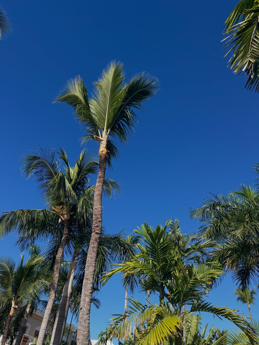 Погода в Dominican Republic Punta Cana
