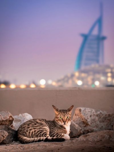 Jumeirah Beach, Dubai в июне — фото погоды (2026-06-27)