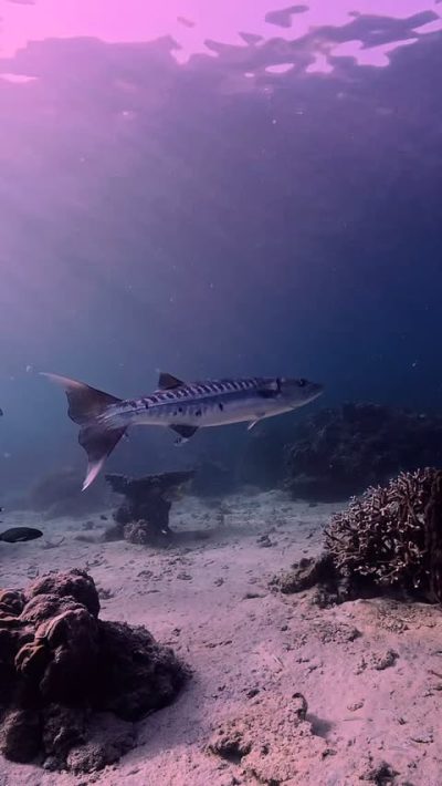 Koh Tao(เกาะเต่า) в июне — фото погоды (2026-06-29)