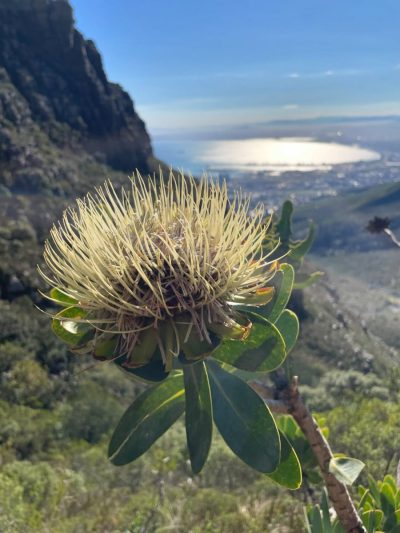 Table Mountain, Cape Town в июле — фото погоды (2026-07-04)