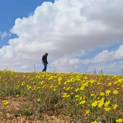 Sinai в январе — фото погоды (2026-01-15)