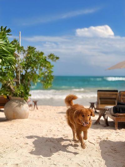 Hotelito Azul Tulum — фото погоды в декабре (2025-12-15)