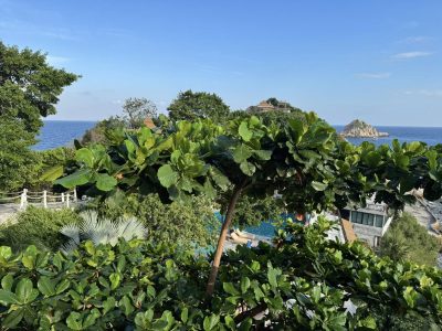 Sai Daeng Resort Koh Tao — фото погоды в январе (2026-01-26)