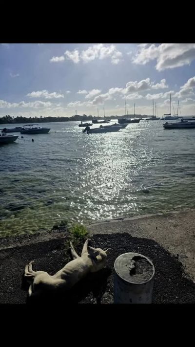 Île aux Cerfs в июле — фото погоды (2025-07-24)