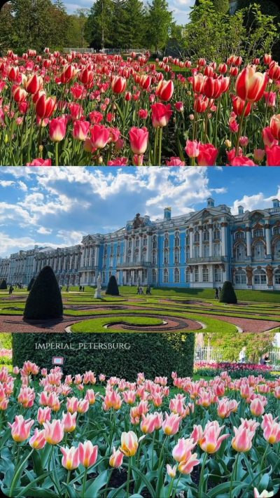 Екатерининский дворец / The Catherine Palace — фото погоды в июле (2026-07-15)