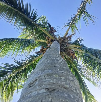 La Morne Mauritius в апреле — фото погоды (2025-04-15)