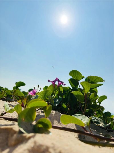 Anantara Mui Ne Resort — фото погоды в январе (2026-01-01)