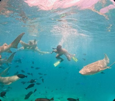 Shark Point Ari Atoll Maldives в сентябре — фото погоды (2025-09-20)