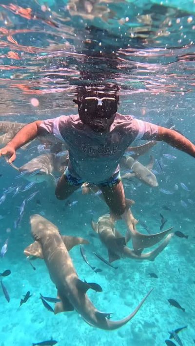 Shark Point Ari Atoll Maldives в ноябре — фото погоды (2025-11-14)
