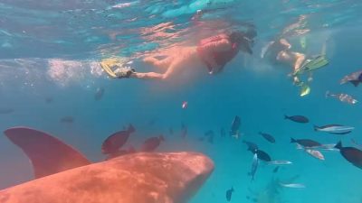Shark Point Ari Atoll Maldives в январе — фото погоды (2026-01-26)
