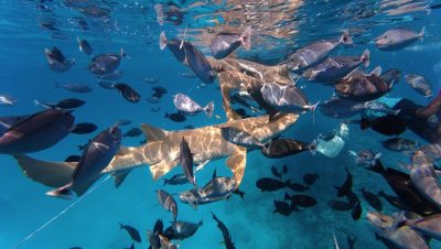 Shark Point Ari Atoll Maldives в марте — фото погоды (2026-03-10)