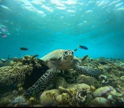 Gili Meno, Lombok, Indonesia в июле — фото погоды (2026-07-07)