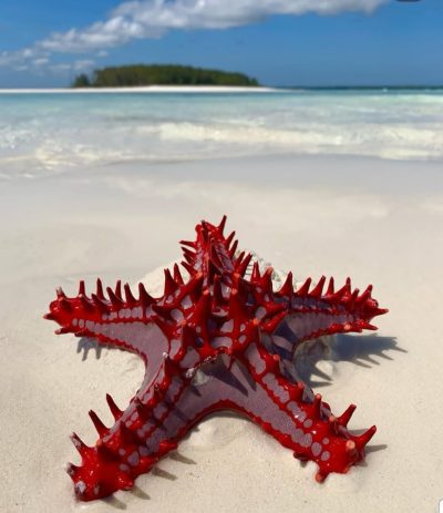 Mnemba Atoll Zanzibar в мае — фото погоды (2026-05-27)