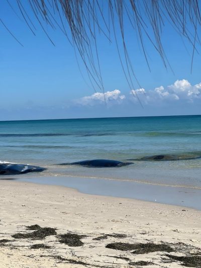 Radisson Blu Athénée Palace Resort & Thalasso, Djerba — фото погоды в сентябре (2025-09-29)