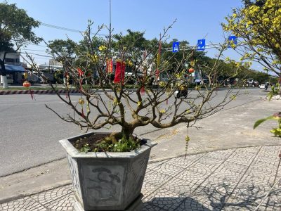 Trường Đại Học Mỹ Thái Bình Dương в феврале — фото погоды (2024-02-02)