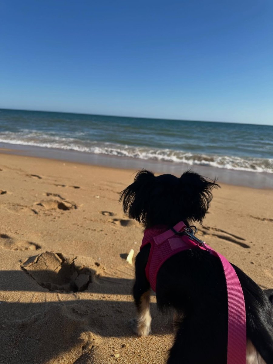Погода в Praia do Peneco
